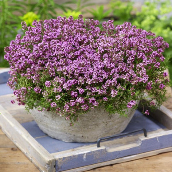 Creeping Thyme grown in a docorative pot