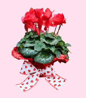 Red Cyclamen