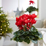 red cyclamen featured in christmas decorated living room