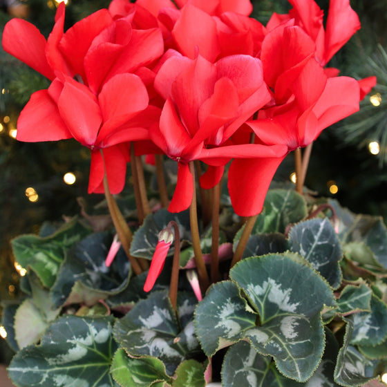 close up photo of vibrant red blooms and intricate foliage on red cyclamen plant