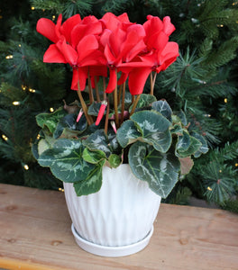 Red Cyclamen