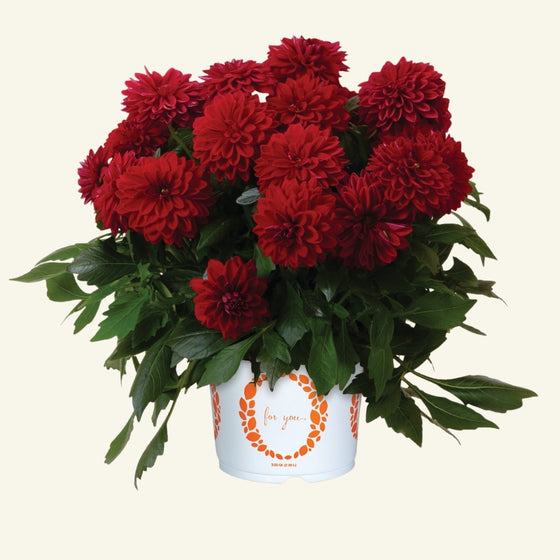 Dahlia 'Novation Red' in a 6-inch pot