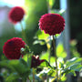 Red Dahlia displaying upright green foliage and colorful summer flower stems in a sunny border
