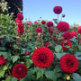 Red Dahlia blooming in a sunny garden bed with bold rich red flowers above green foliage
