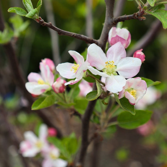 close up view of sweet pink blooms on red delicious apple tree