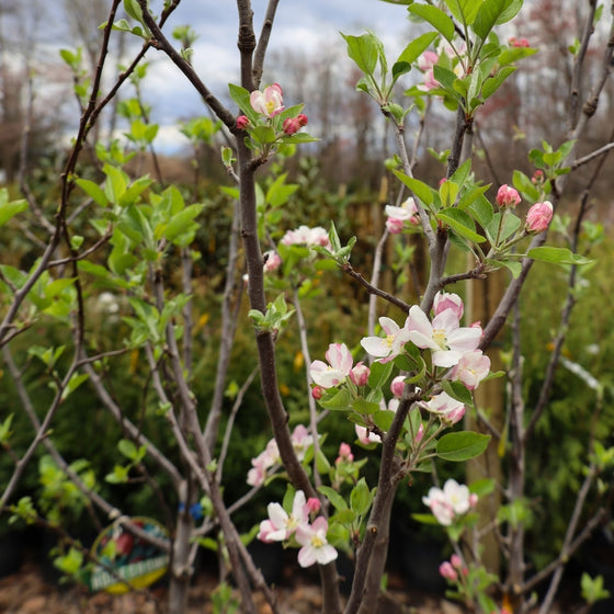 young red delicious apple tree in bloom in early march