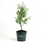 potted red delicious apple tree