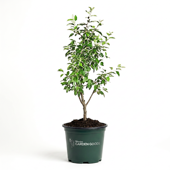 potted red delicious apple tree