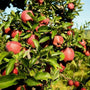 red delicious apple trees have bright green leaves