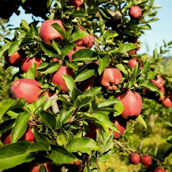 https://gardengoodsdirect.com/cdn/shop/files/red-delicious-apple-tree-15667133677610_x560.progressive.jpg?v=1695392347