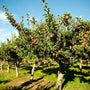 red delicious apple tree orchard