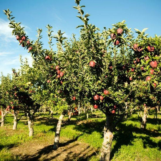 Red Delicious Apple Tree Leaves