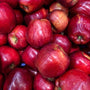 cluster of red delicious apple trees with glossy thick skin and white fruit