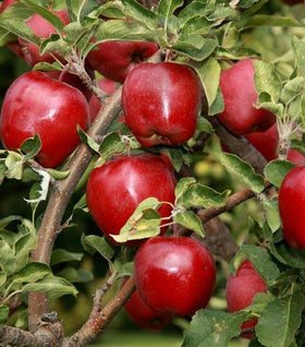 Red Delicious Apple Tree