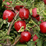 red delicious apples on a tree with deep red skin