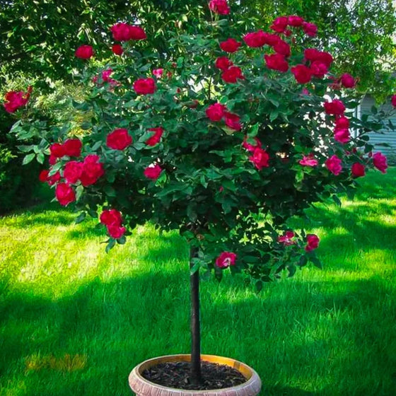 vibrant pink to red blooms on double knockout red rose tree