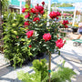 close up view of double knock out rose tree form in gray planter with evergreens and ferns
