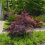 Red Dragon Japanese Maple makes a dramatic accent tree in any garden landscape