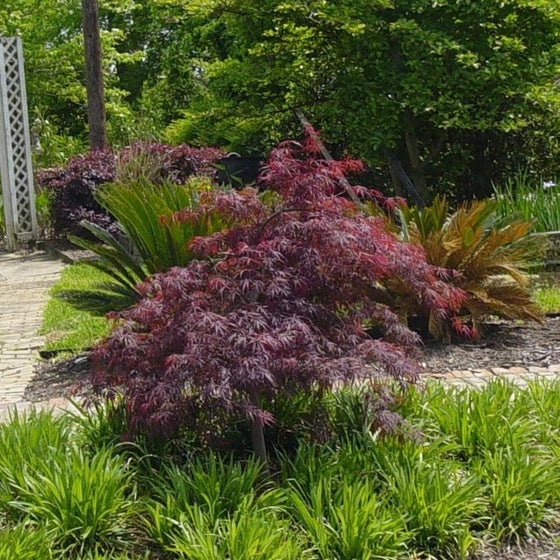 Red Dragon Japanese Maple makes a dramatic accent tree in any garden landscape