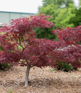 Red Dragon Japanese Maple