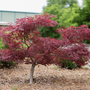 Acer palmatum or Red Dragon Japanese Maple tree with scarlet red leaves