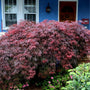 red dragon japanese maple in the landscape