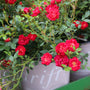 close up shot of vibrant red blooms on red drift rose shrub in drift branded nursery pot