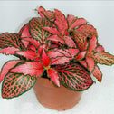 Red Fittonia Plants interesting veined red and green foliage