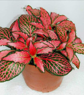 Red Fittonia