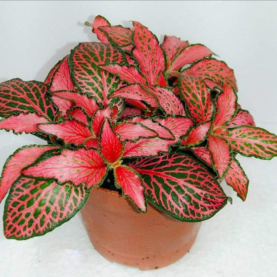 Red Fittonia Plants interesting veined red and green foliage