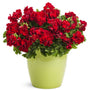 Red Geranium planted in a sunny container for classic porch and patio color