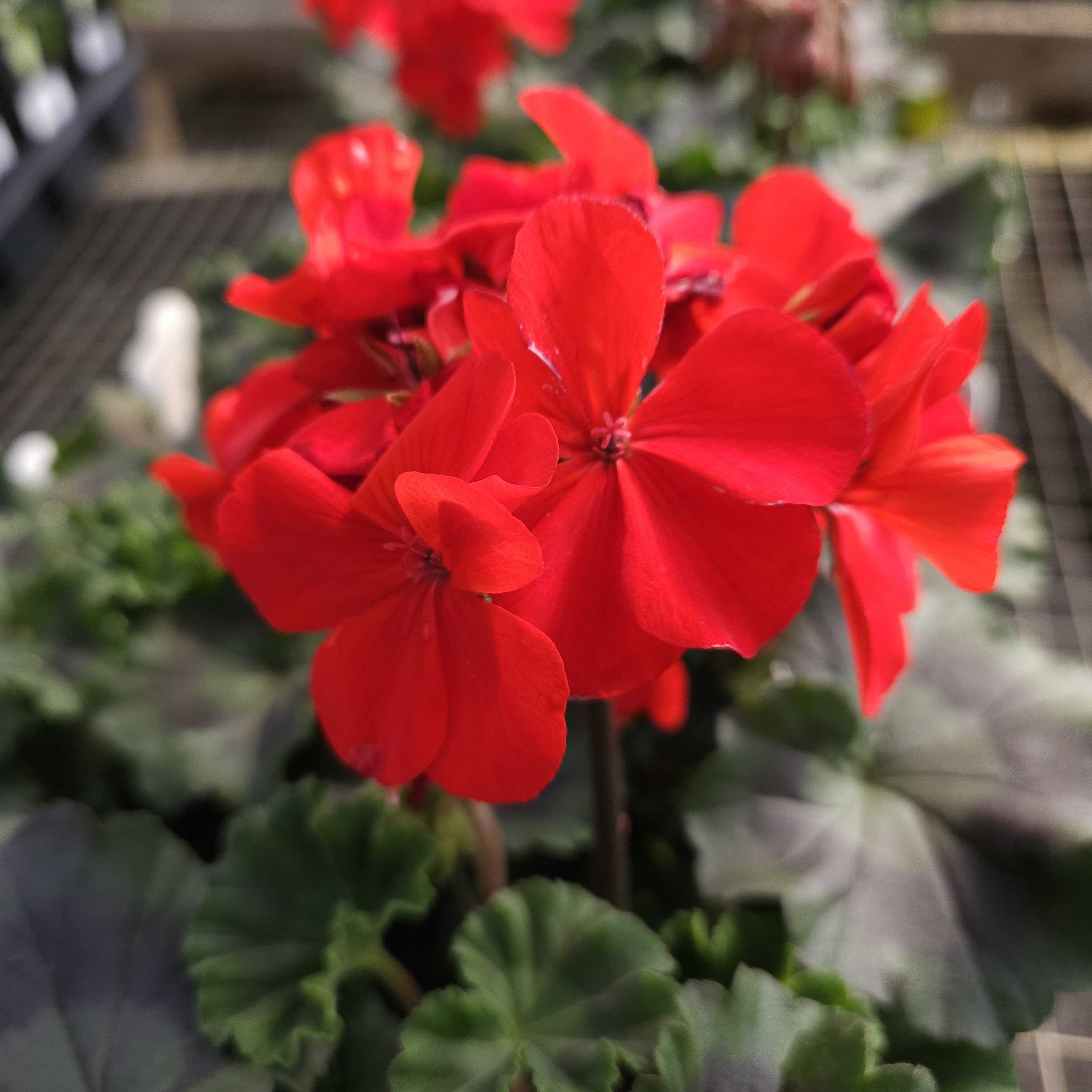 Red Geranium Varieties