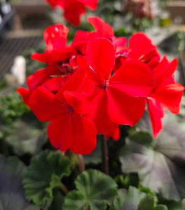 Red Geranium