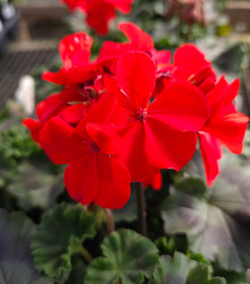 Red Geranium