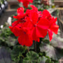 Close-up of Red Geranium blooms showing vivid red flowers in rounded clusters above rich green leaves
