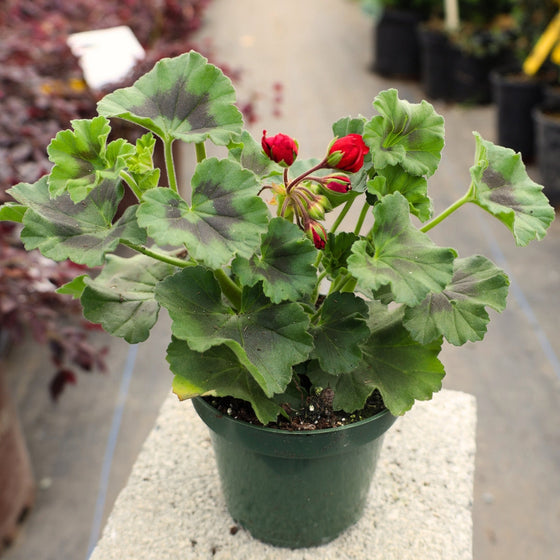 early spring blooms on red geranium