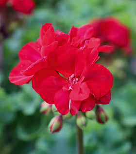 Red Geranium