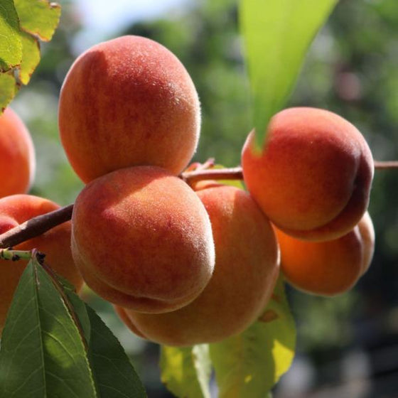 Red Haven Peach Tree branch with ripe peaches