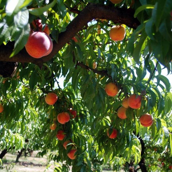 peach tree money loan Red Haven Peach Tree