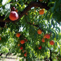 Red Haven Peach Tree branches full of ripe peaches