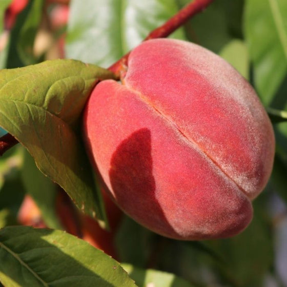 Red Haven Peach ripe and ready to be picked