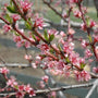 Red Haven Peach Tree Blossoms in the spring