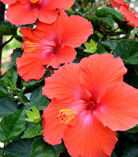 Red Hibiscus