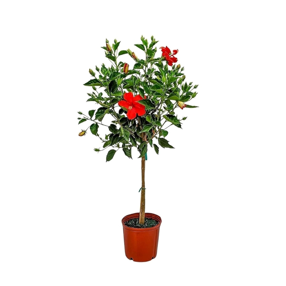 plant hibiscus in pot or ground Buy Red Hibiscus Online