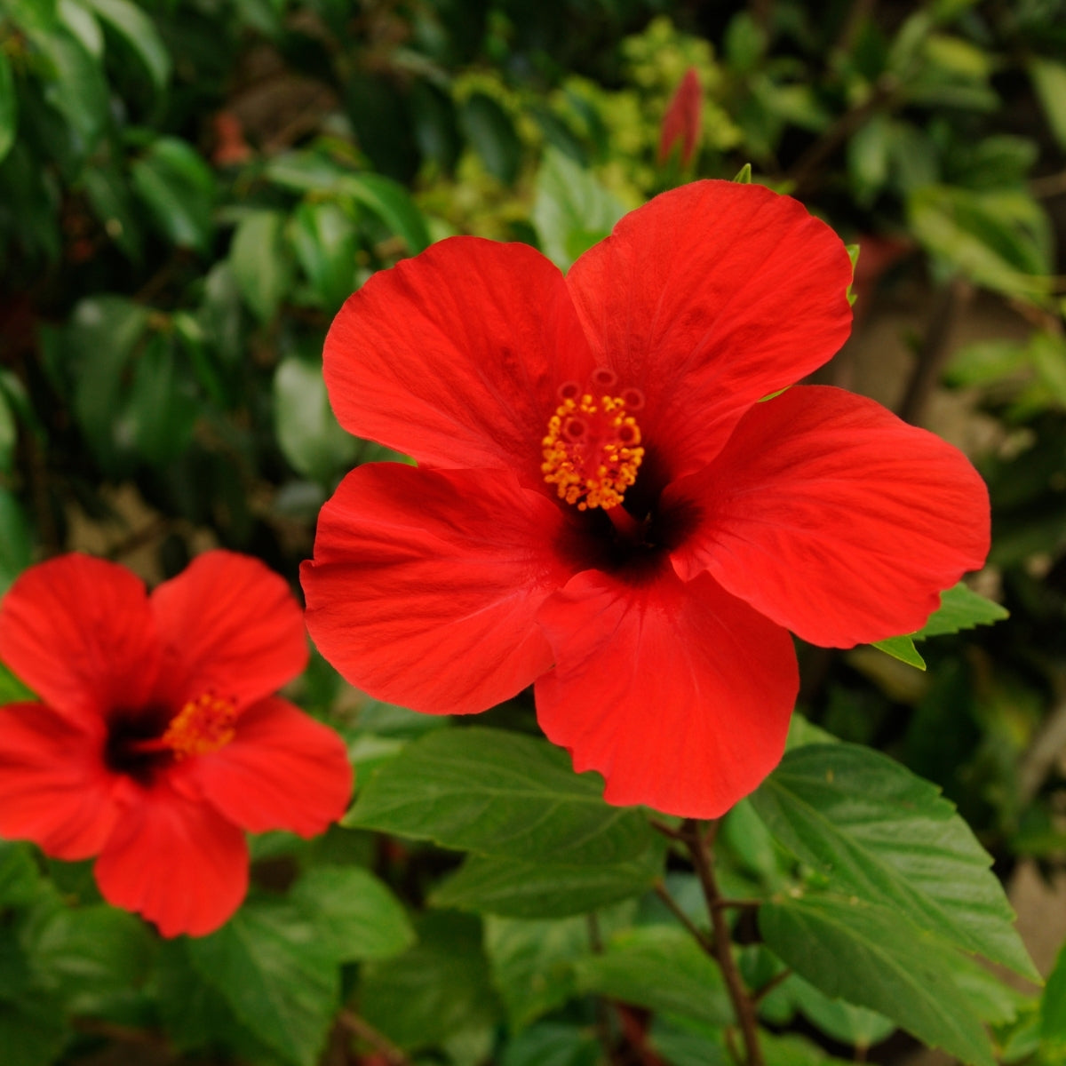 Red Hibiscus