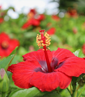 Red Hibiscus