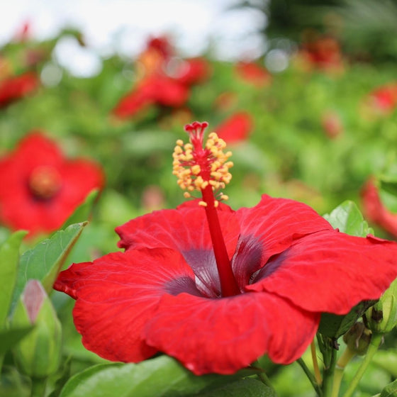 indoor hibiscus plants for sale Buy Red Hibiscus Online
