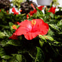 Red Hibiscus