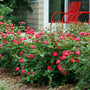 row of red knockout bushes in bloom, lining a front porch