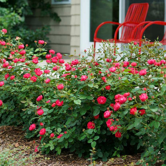 row of red knockout bushes in bloom, lining a front porch